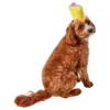 Top 10 💯 Rubie's ✨ Birthday Cake Slice Hat Pet Accessory ✔️